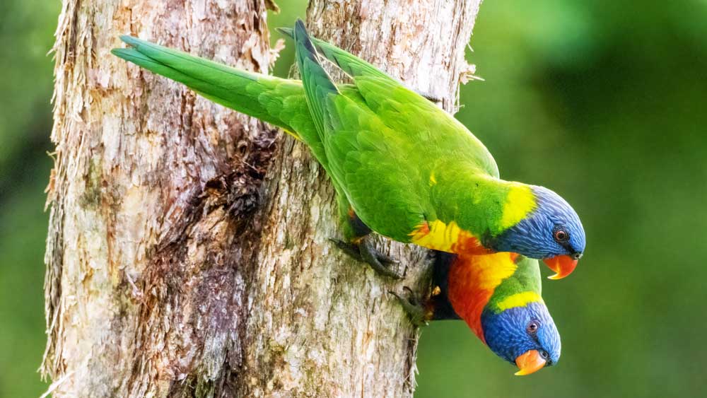 Attracting Native Wildlife to Your Australian Garden: A Biodiversity Guide