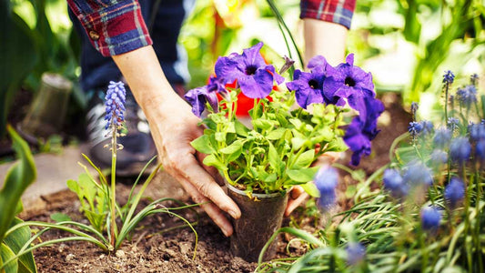 Seasonal Gardening in Australia: What to Plant and When