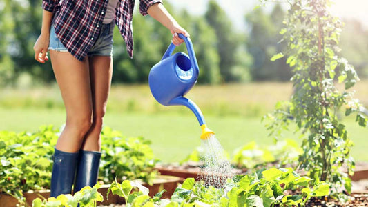 Water-Wise Gardening Down Under: Smart Tips for a Drought-Resilient Garden