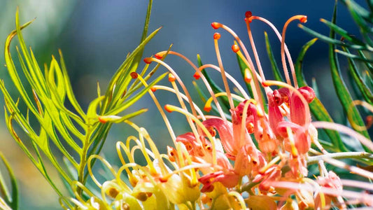 Native Australian Plants: A Guide to Thriving in Your Garden